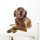Vizsla Wall Decal