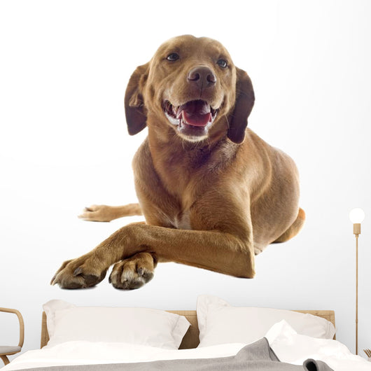 Vizsla Wall Decal
