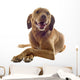 Vizsla Wall Decal