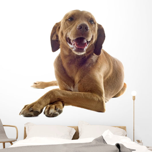 Vizsla Wall Decal