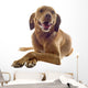 Vizsla Wall Decal