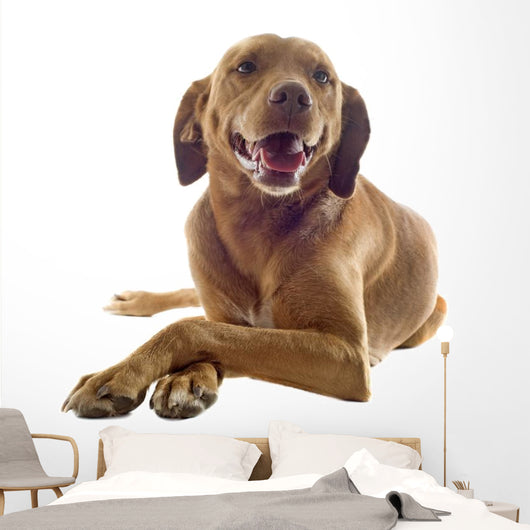 Vizsla Wall Decal