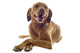 Vizsla Wall Decal