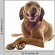 Vizsla Wall Decal