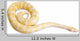 Burmese Python Wall Decal