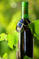 Bottle Wine between Grapevine Wall Decal