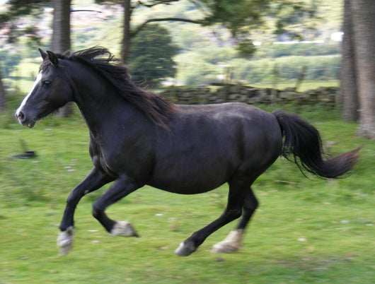 Black Horse Running Wall Decal