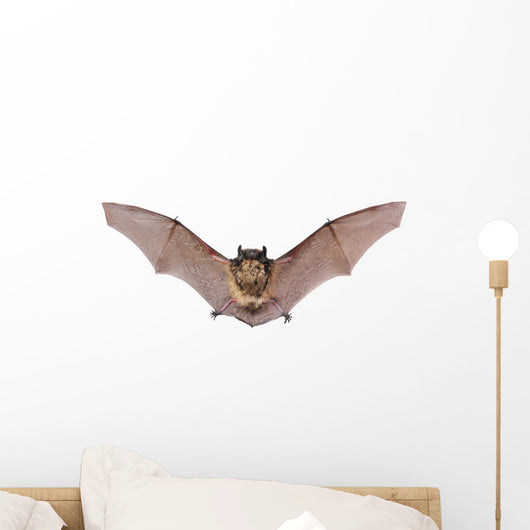 Bat Fly Wall Decal