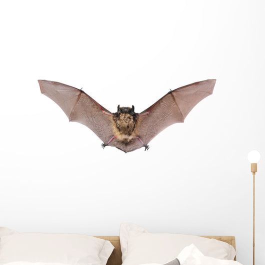Bat Fly Wall Decal