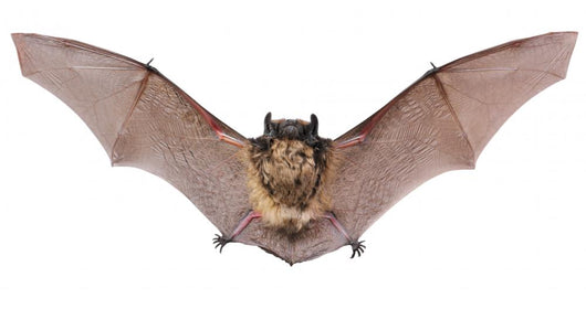 Bat Fly Wall Decal