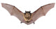 Bat Fly Wall Decal