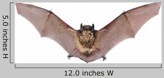 Bat Fly Wall Decal