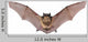Bat Fly Wall Decal