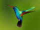 Hummingbird Wall Decal