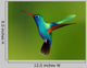 Hummingbird Wall Decal