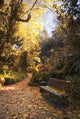 Autumn Wall Decal
