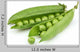 Sweet Green Peas Wall Decal