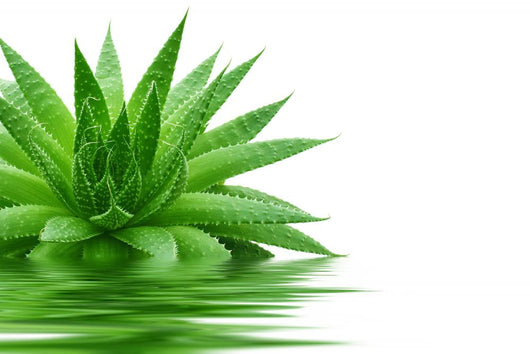 Aloe Wall Decal