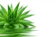 Aloe Wall Decal