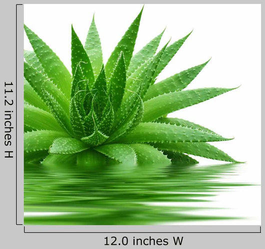 Aloe Wall Decal