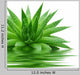 Aloe Wall Decal