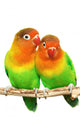 Pair Little Lovebirds Wall Decal