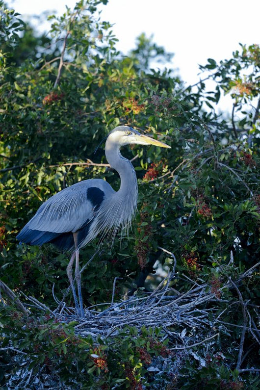 Great Blue Heron Ardea Wall Decal