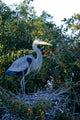 Great Blue Heron Ardea Wall Decal