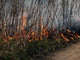 Flame 9 Wall Decal