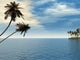 Palm Island Wall Decal