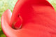 Red Calla Lily Closeup Wall Decal