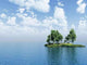 Birchs Wall Decal