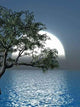Old Tree Wall Decal