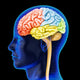 Human Brain Wall Decal
