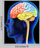 Human Brain Wall Decal