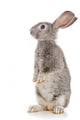 Gray Rabbit Wall Decal