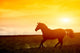 Horse Sunset Wall Decal