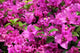 Bougainvillea X Buttiana Wall Decal