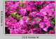 Bougainvillea X Buttiana Wall Decal