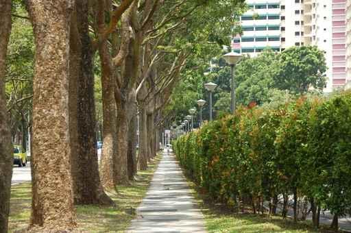 Trees and Walk Paths Wall Decal