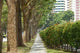 Trees and Walk Paths Wall Decal