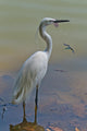 Great White Heron Wall Decal