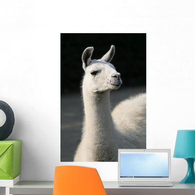 White Llama Wall Mural shown on a wall