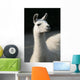 White llama Wall Mural