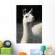 White llama Wall Mural