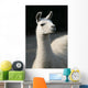 White llama Wall Mural
