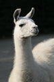 White llama Wall Mural
