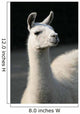 White llama Wall Mural