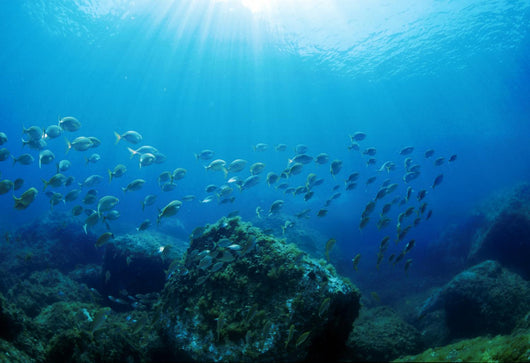 Sea Bed Wall Decal