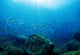 Sea Bed Wall Decal